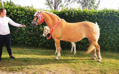 Skuets bedste dyr 2020 Hobro Dyrskue