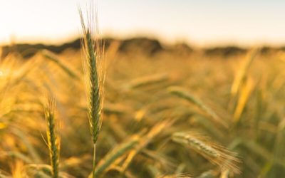 Nye afgrødekalkuler er klar for 2021