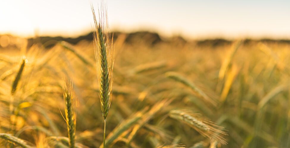 Nye afgrødekalkuler er klar for 2021