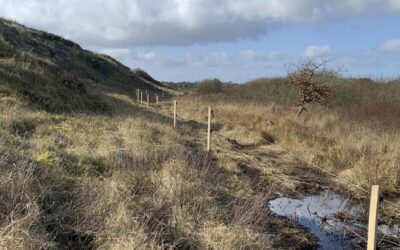 Flere landmænd kan nu få tilskud til hegning i naturen