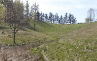 Tilskud kan give naturarealer mere værdi