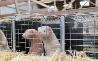 Vi kæmper for minkavlerne