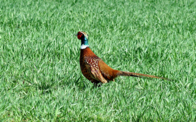 Gør noget vildt! – så bi- og vildtstriber
